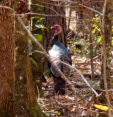 [Cropped photo depicting one turkey I saw through the trees.]